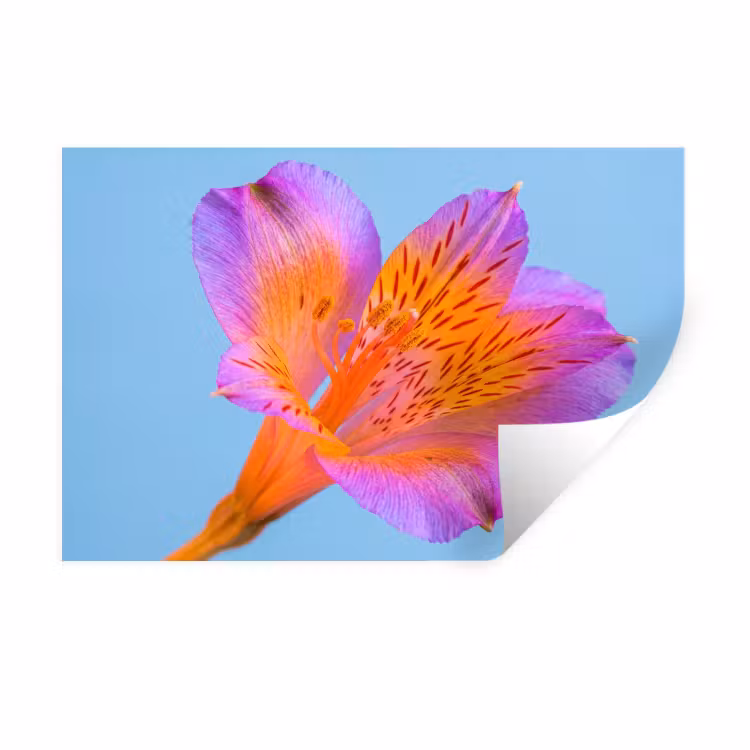 Bloem - Detail - Kleurrijk Muursticker klein -3d