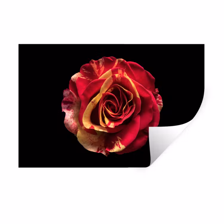 Bloem - Roos - Rood - Zwart Muursticker klein -3d