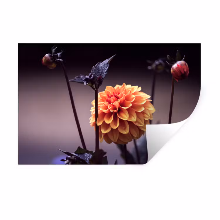 Bloemen - Chrysant - Macro - Planten Muursticker klein -3d
