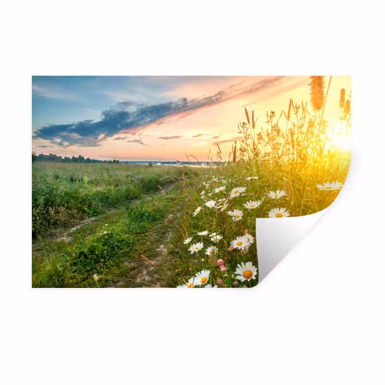 Bloemen - Madelief - Natuur Muursticker klein -3d
