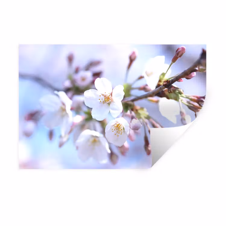 Bloemen - Sakura - Tak - Bloesem takken Muursticker klein -3d