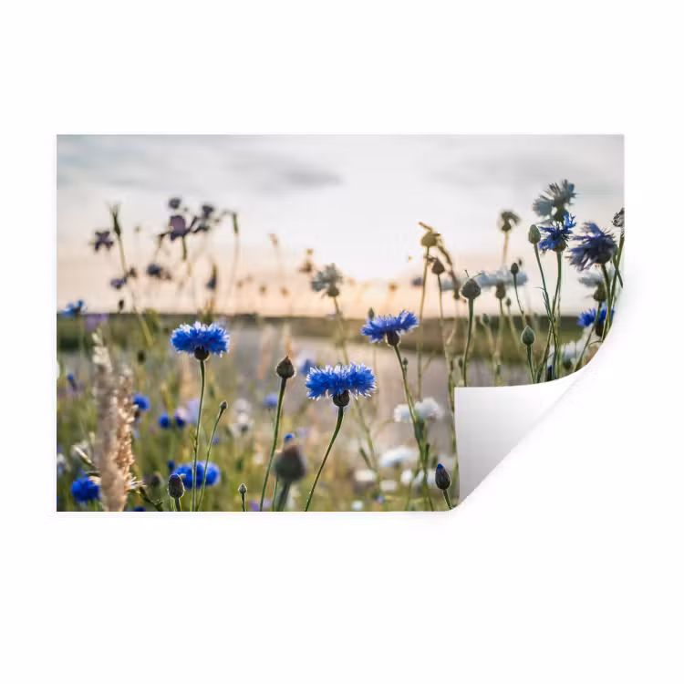Bloemen - Zomer - Korenbloem - Blauw - Zon - Wolken Muursticker klein -3d