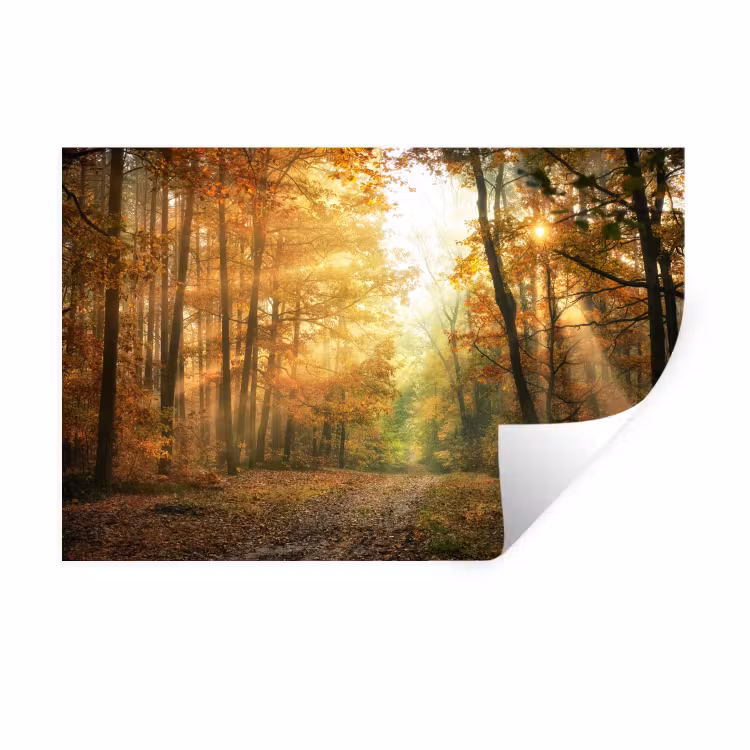 Bos - Herfst - Zon - Landschap - Natuur - Oranje Muursticker klein -3d