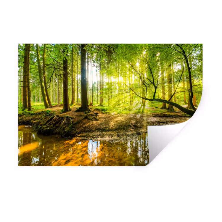 Bos - Landschap - Water - Bomen - Zon - Groen Muursticker klein -3d