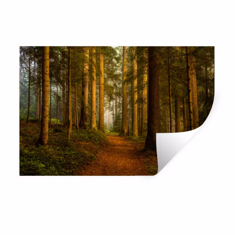 Bos - Natuur - Bomen - Landschap Muursticker klein -3d