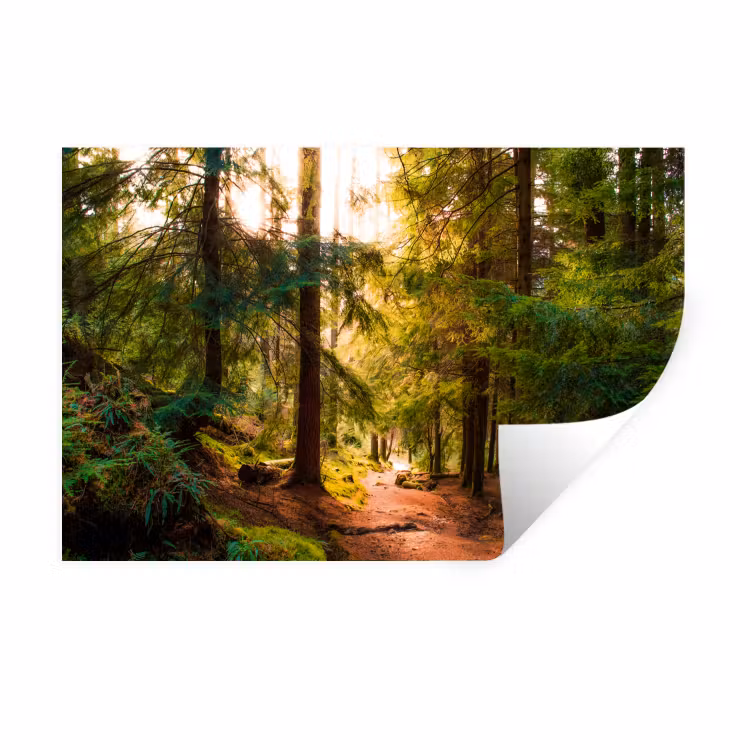 Bos - Pad - Boom Muursticker klein -3d