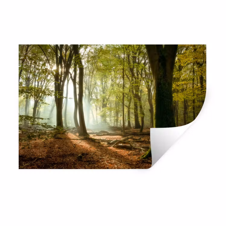 Bos - Zon - Seizoenen - Landschap Muursticker klein -3d