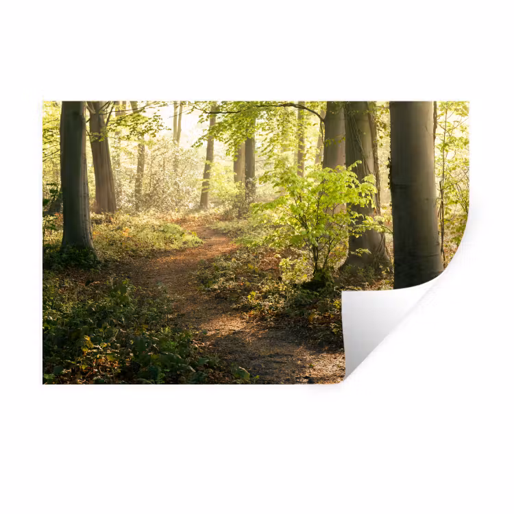 Bos - Bomen - Pad - Zon - Planten - Bladeren - Natuur Muursticker klein -3d