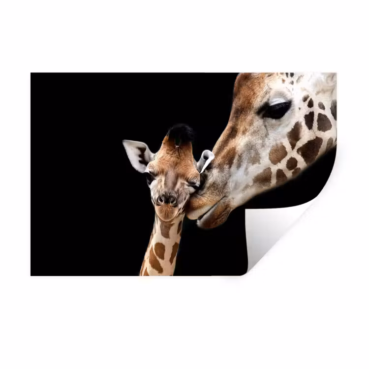 Giraffe - Dieren - Zwart - Portret - Dieren Muursticker klein -3d