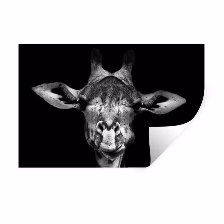 Giraffe - Portret - Dieren - Zwart - Wit Muursticker klein -3d