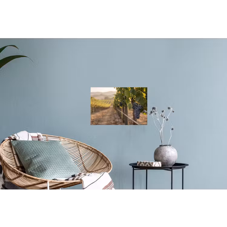 Druiven - Wijngaard - Zonlicht Muursticker klein -plant