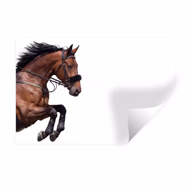 Paard - Springen - Modern Muursticker klein -3d