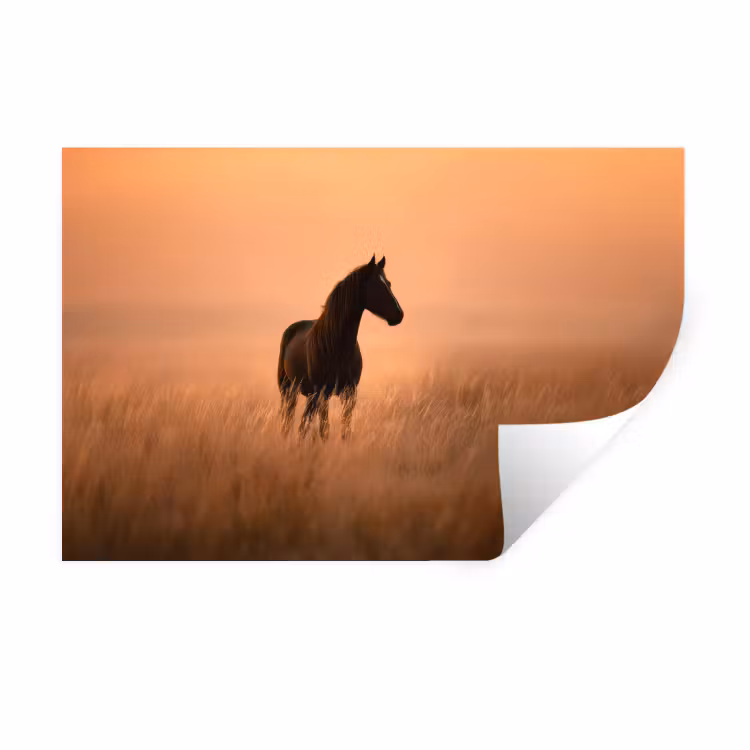 Paard - Grasveld - Zonsondergang Muursticker klein -3d