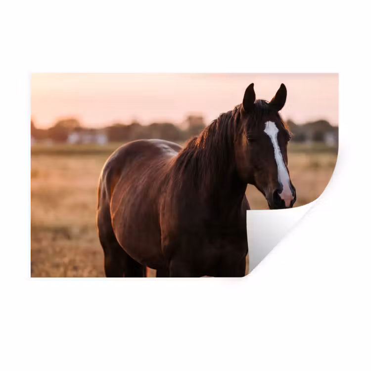 Paard - Zonsondergang - Bruin Muursticker klein -3d