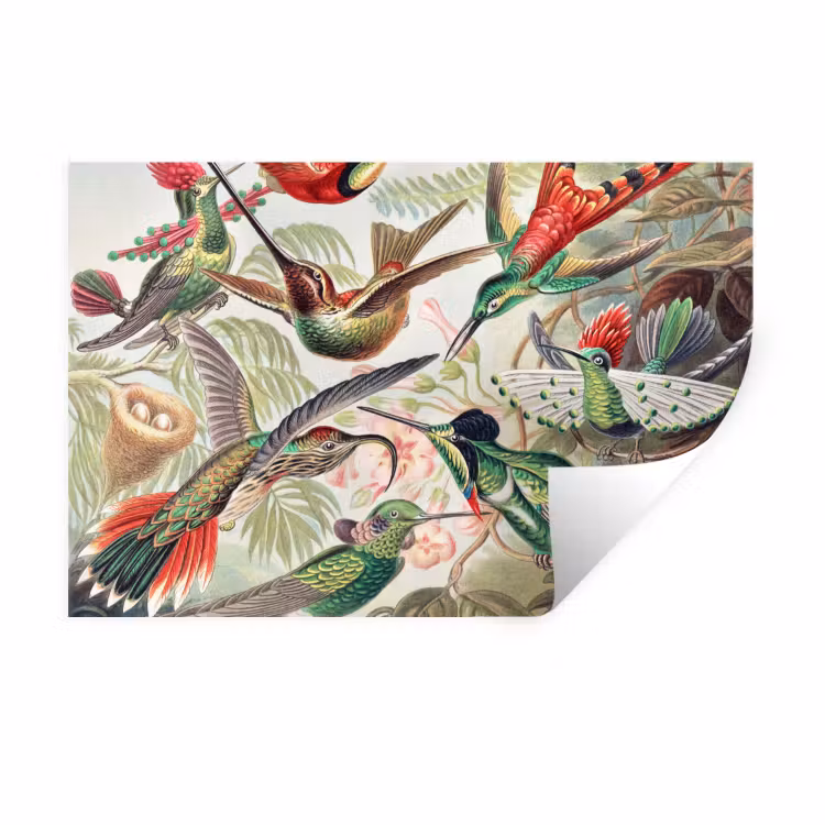 Kolibrie - Tuindecoratie - Vintage - Ernst Haeckel - Tuinposter Muursticker klein -3d