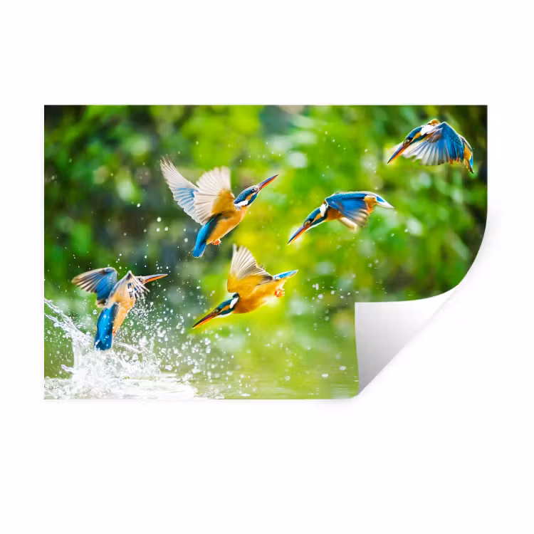 IJsvogels vliegen in het water Muursticker klein -3d