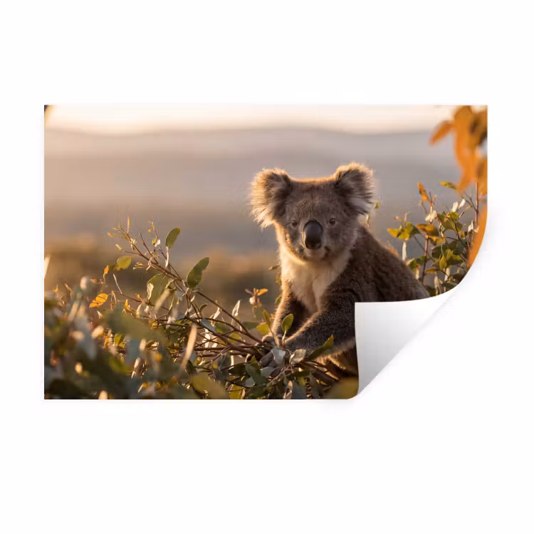 Koala - Bladeren - Ochtendlicht Muursticker klein -3d