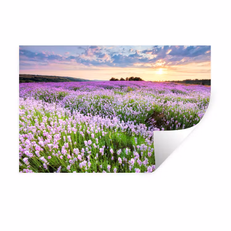 Lavendel - Bloemen - Zonsondergang - Paars - Weide Muursticker klein -3d