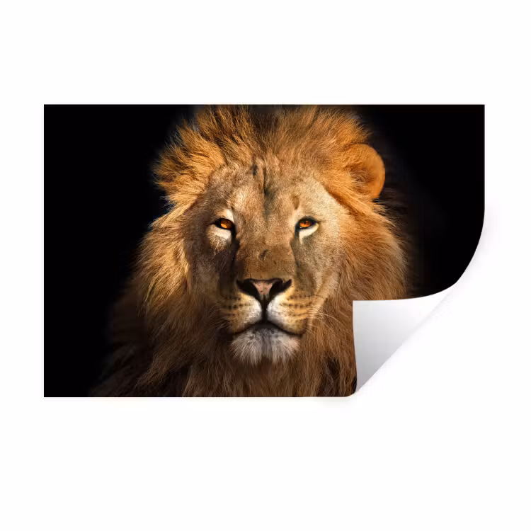 Leeuw - Dieren - Zwart - Licht - Bruin - Portret Muursticker klein -3d