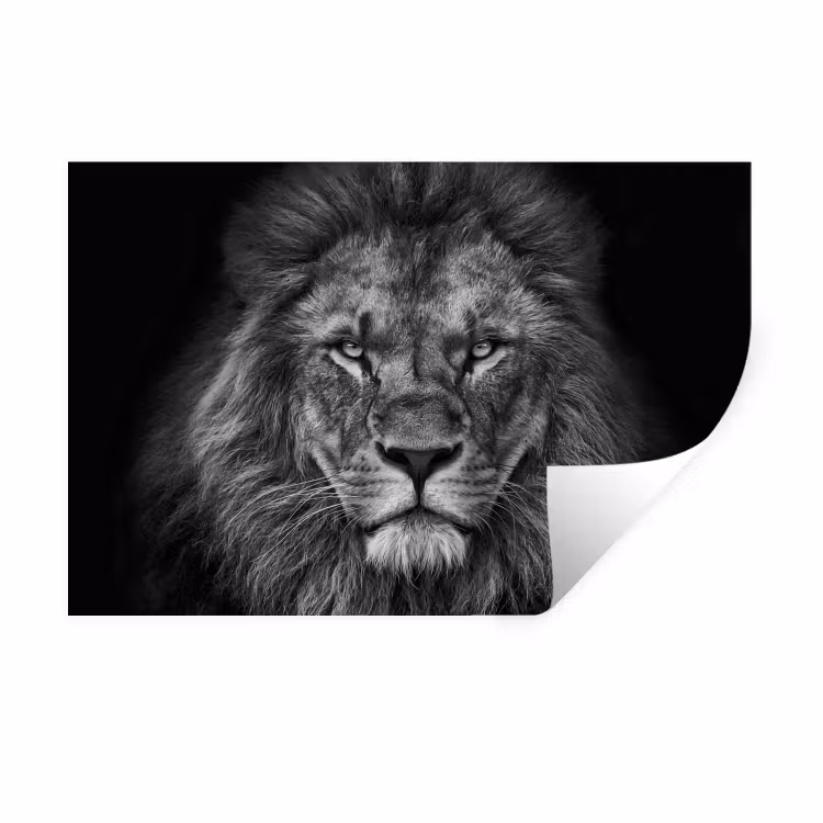 Leeuw - Dieren - Zwart - Wit Muursticker klein -3d