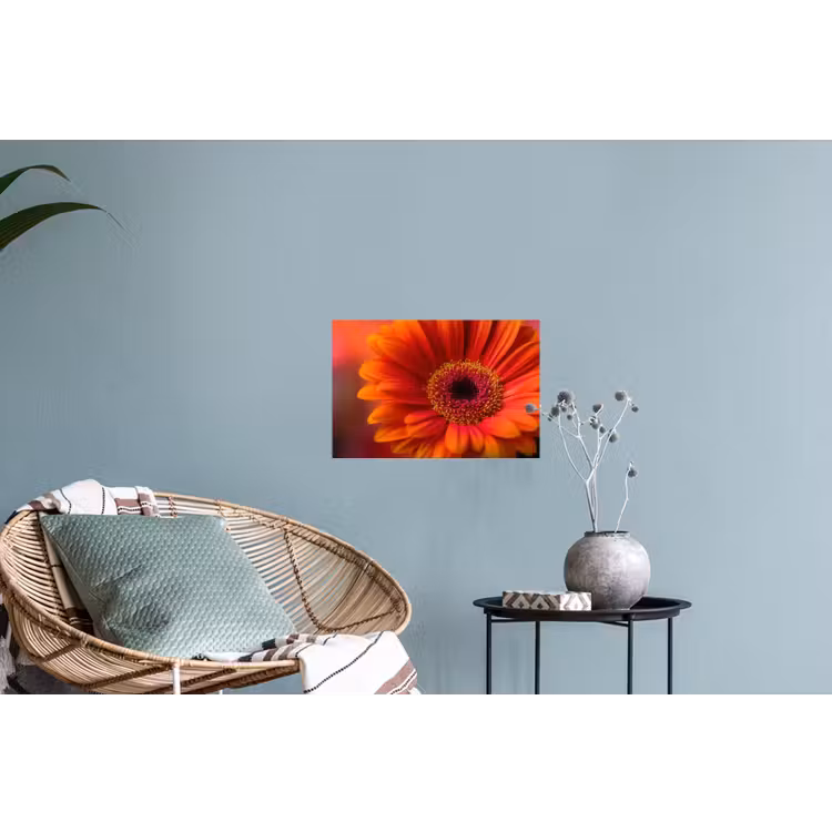 Oranje - Gerbera - Intens Muursticker klein -plant