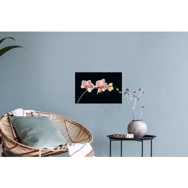Orchidee - Bloemen - Zwart - Roze - Knoppen Muursticker klein -plant