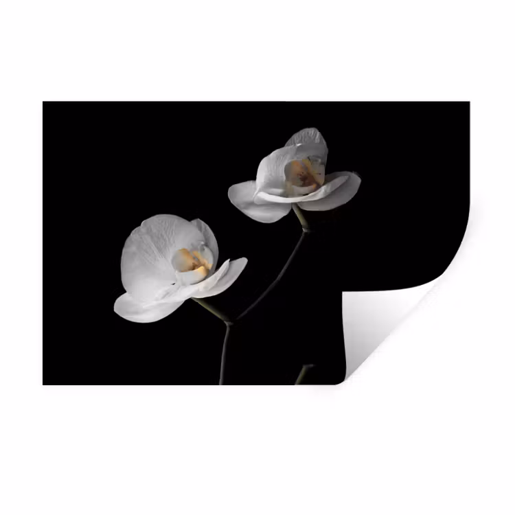 Orchidee - Bloemen - Zwart - Wit - Stilleven Muursticker klein -3d