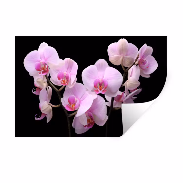 Orchidee - Bloemen - Roze - Flora Muursticker klein -3d