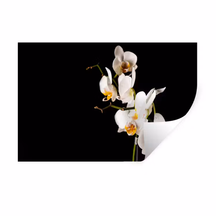 Orchidee - Bloemen - Planten - Botanisch Muursticker klein -3d