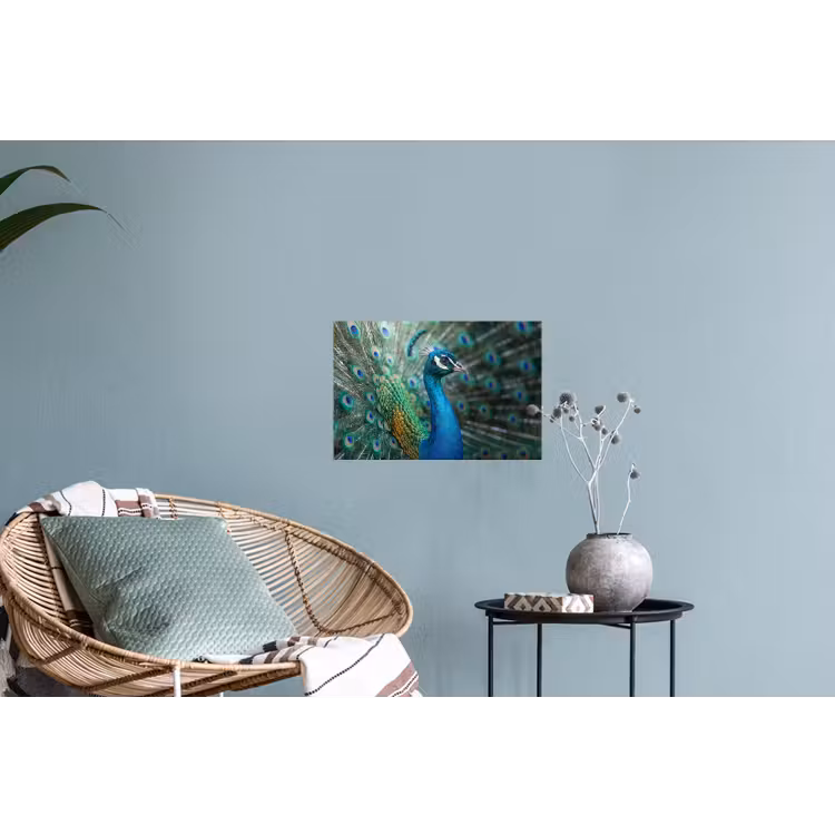 Pauw - Veren - Blauw Muursticker klein -plant