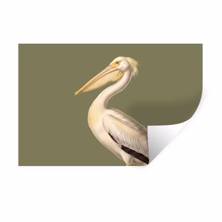Pelikaan - Wit - Vogel - Klassiek - Natuur Muursticker klein -3d