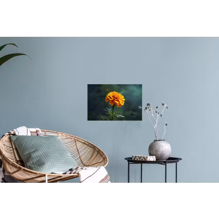 Bloemblaadjes - Afrikaan - Oranje - Wazig Muursticker klein -plant