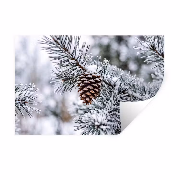 Dennenappel - Tak - Sneeuw - Winter - Sfeervol Muursticker klein -3d