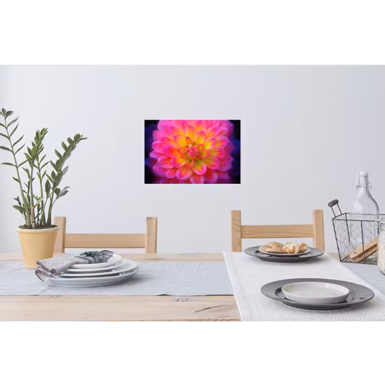Roze - Dahlia - Kleurrijk Muursticker klein -eettafel