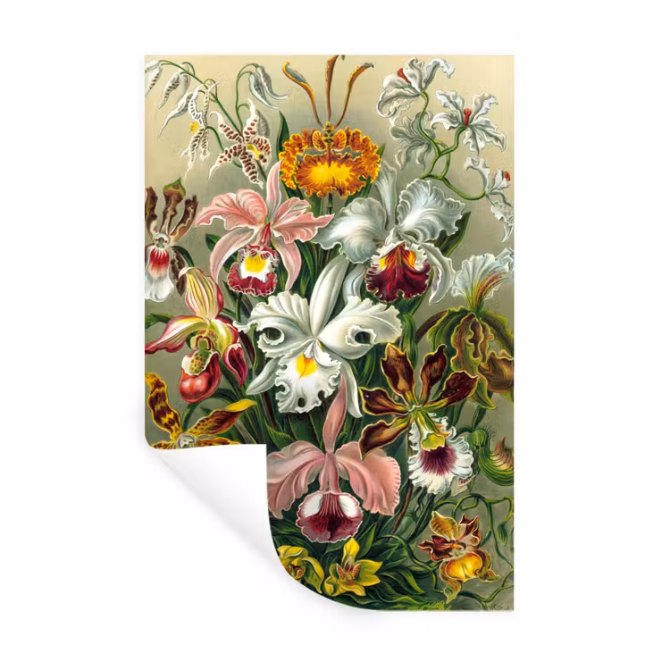 Planten - Natuur - Bloemen - Ernst Haeckel Muursticker klein -3d