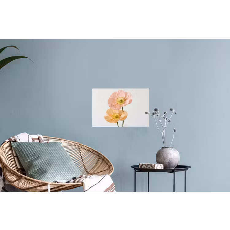 Papavers - Botanisch - Roze Muursticker klein -plant