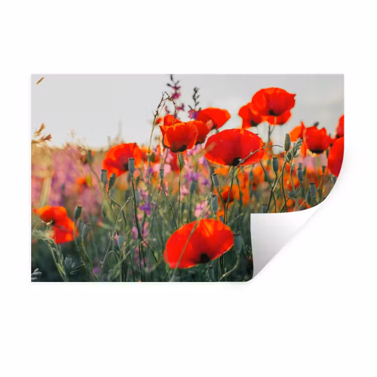 Klaproos - Bloemen - Wilde bloemen Muursticker klein -3d