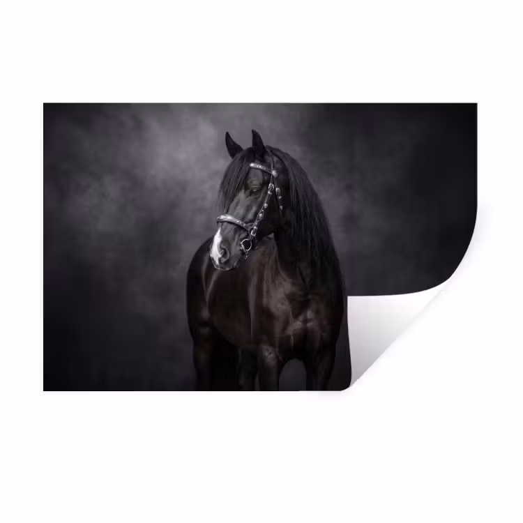 Portret - Paard - Zwart Muursticker klein -3d
