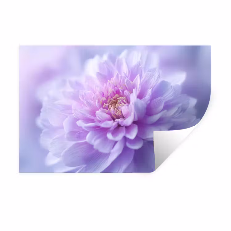 Paars - Dahlia - Dromerig Muursticker klein -3d