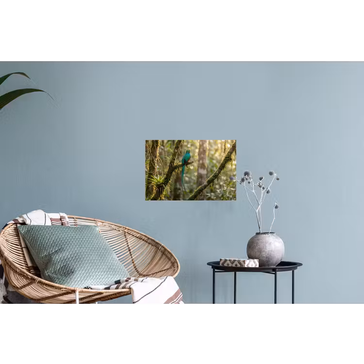 Quetzal - Jungle - Natuur - Groen Muursticker klein -plant