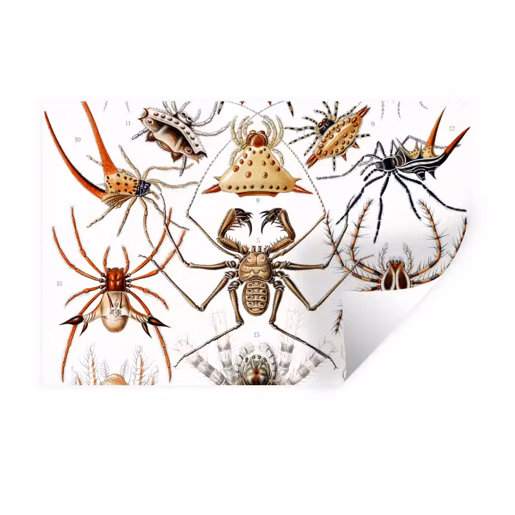Retro - Ernst Haeckel - Insecten - Tuinposter - Tuin Muursticker klein -3d