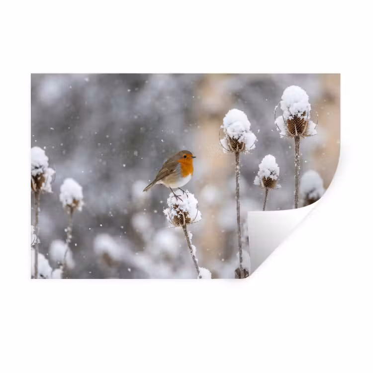 Roodborstje - Gedroogde bloem - Sneeuw - Winter - Vertederend Muursticker klein -3d