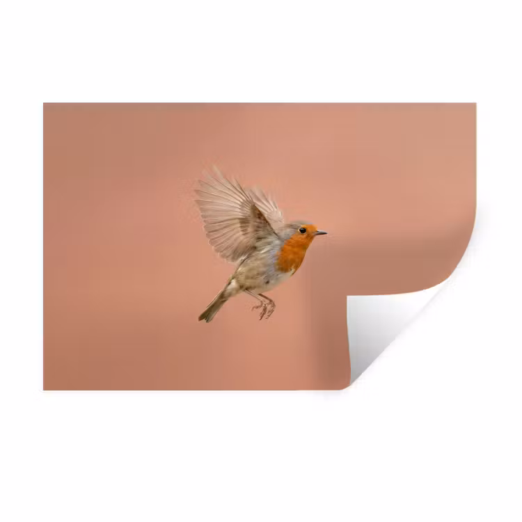 Roodborst - Natuur - Roze Muursticker klein -3d