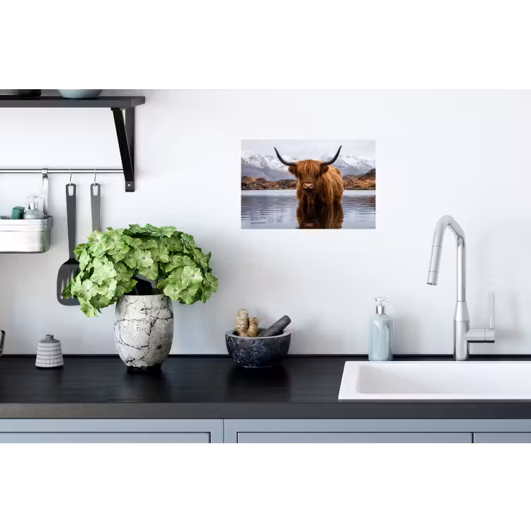 Schotse hooglander - Bruin - Water Muursticker klein -keuken