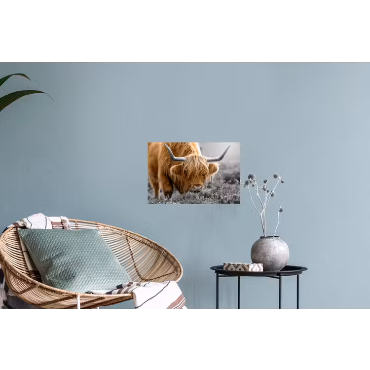 Schotse Hooglander - Dieren - Bruin - Koe - Zwart - Wit - Natuur Muursticker klein -plant