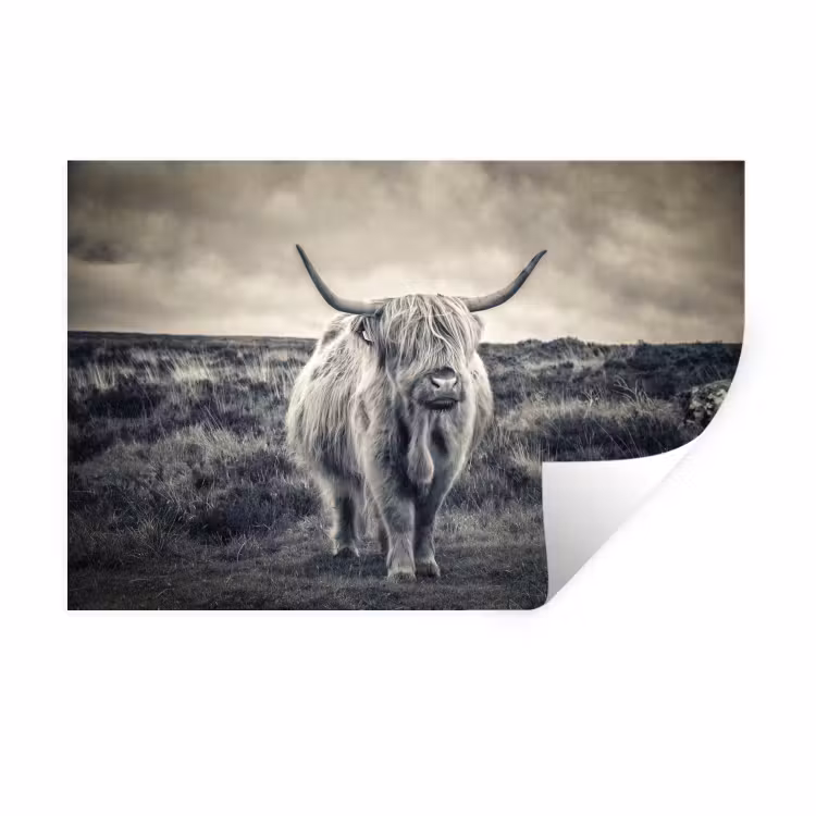 Schotse hooglander - Dieren - Wolken - Koe - Natuur Muursticker klein -3d