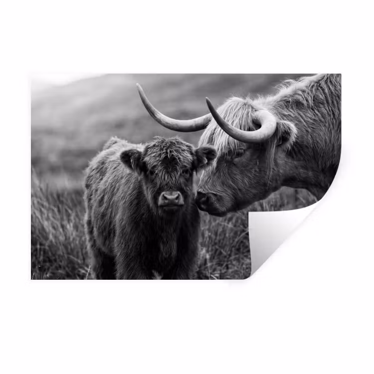 Schotse hooglander - Kalf - Zwart - Wit Muursticker klein -3d
