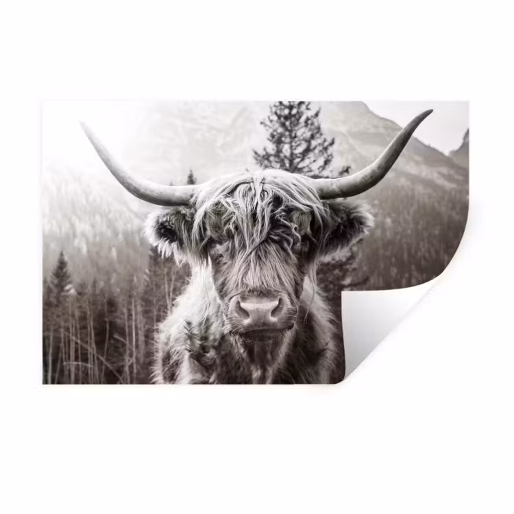 Schotse hooglander - Koe - Dieren - Zwart - Wit Muursticker klein -3d