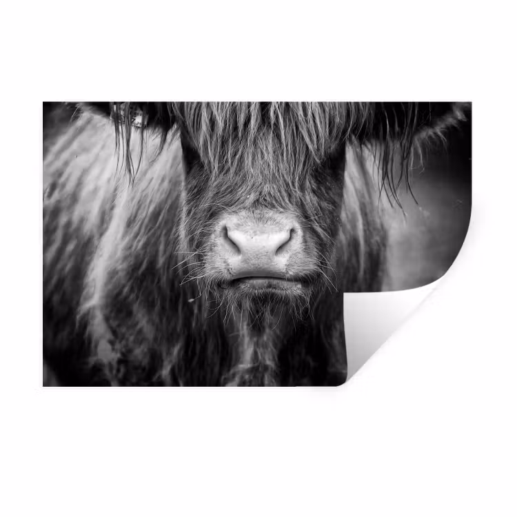 Schotse hooglander - Koe - Zwart - Wit - Dieren Muursticker klein -3d
