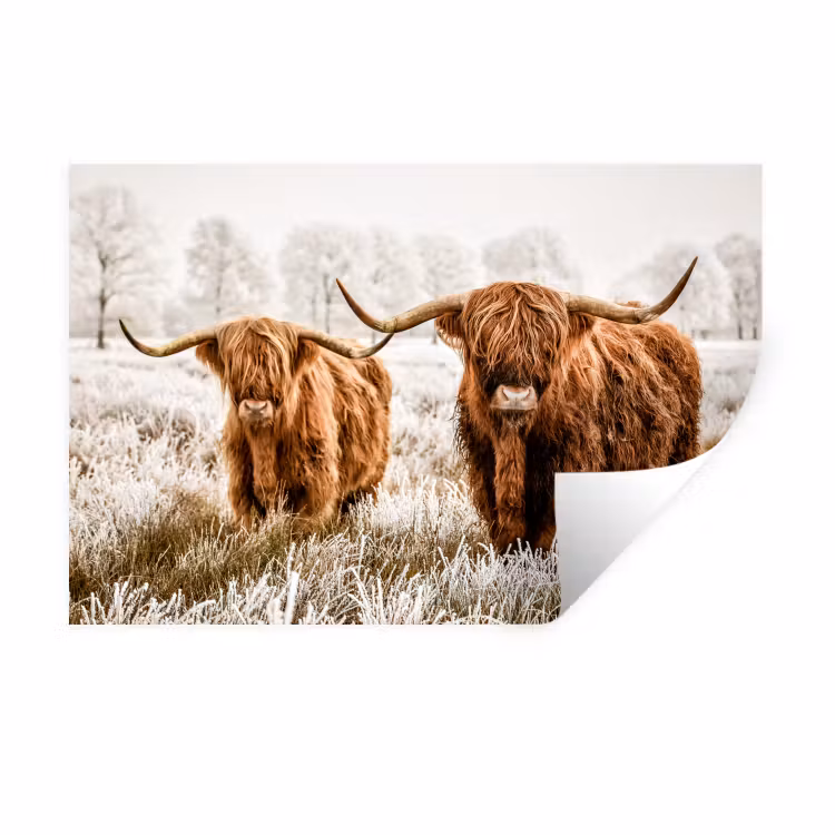 Schotse hooglander - Koe - Dieren - Natuur - Heide Muursticker klein -3d